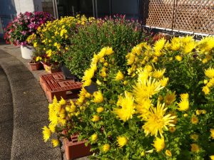 2025年10月30日　植物園5